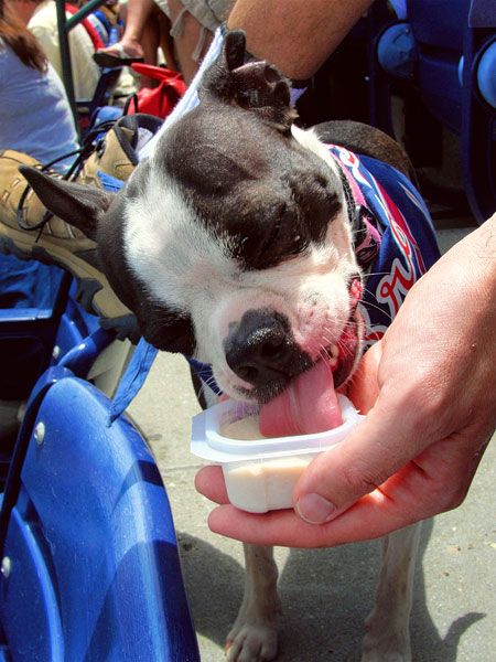 Atlanta Braves Baseball | Bark in the Park Day . May 2010