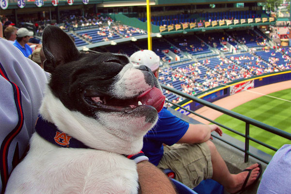Atlanta Braves Baseball | Bark in the Park Day . May 2010