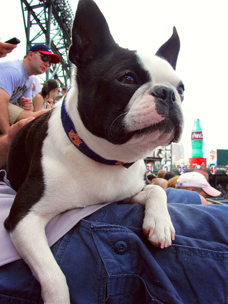 Atlanta Braves Baseball | Bark in the Park Day . May 2010