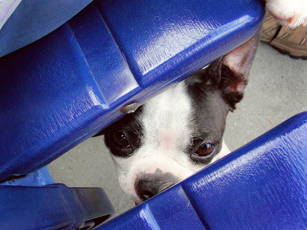 Atlanta Braves Baseball | Bark in the Park Day . May 2010