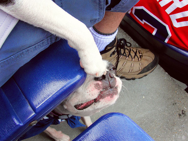 Atlanta Braves Baseball | Bark in the Park Day . May 2010