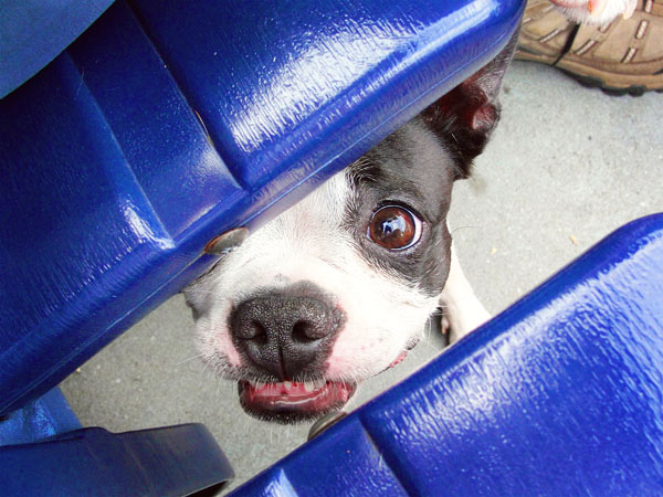 Atlanta Braves Baseball | Bark in the Park Day . May 2010