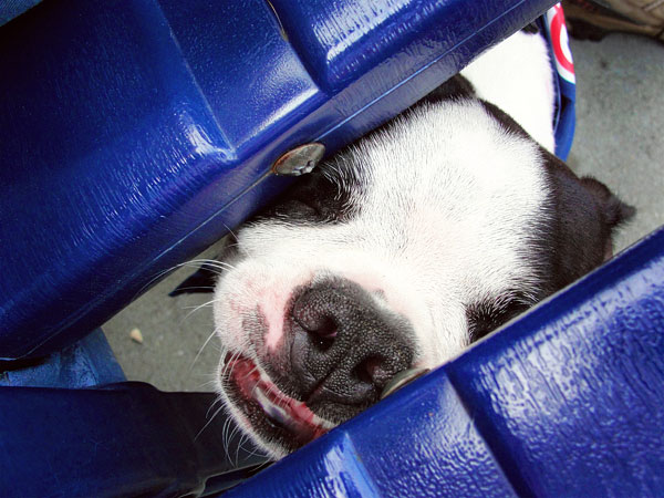 Atlanta Braves Baseball | Bark in the Park Day . May 2010