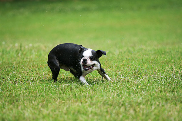 Image of Boston Terrier with Background Blur