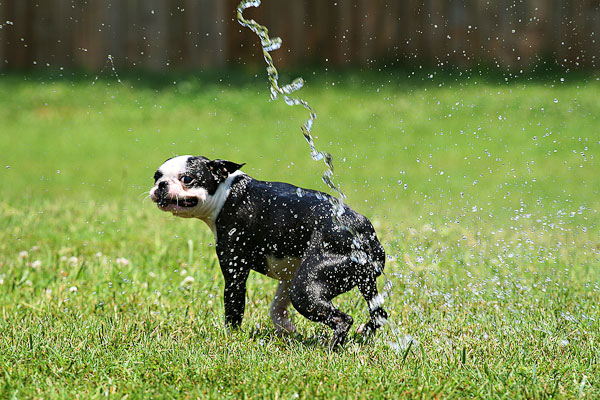 Boston Terriers Attack!