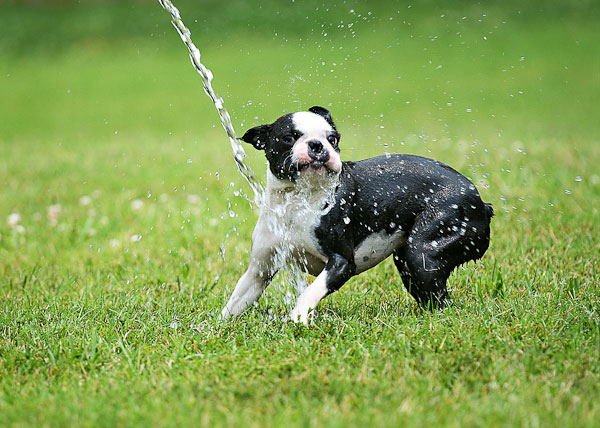 Boston Terriers Attack!