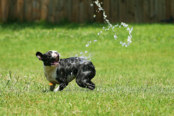 Boston Terriers Attack!