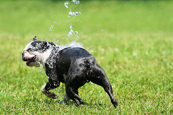 Boston Terriers Attack!