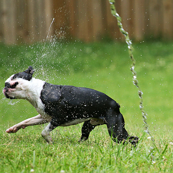 Boston Terriers Attack!