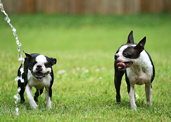 Boston Terriers Attack!