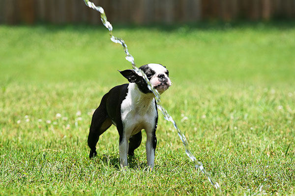 Boston Terriers Attack!