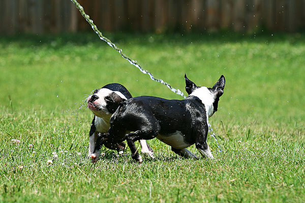 Boston Terriers Attack!