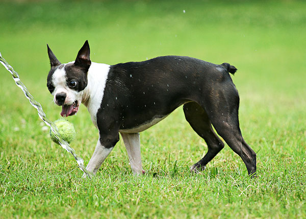 Boston Terriers Attack!