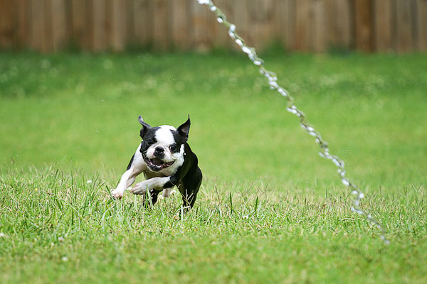 Boston Terriers Attack!