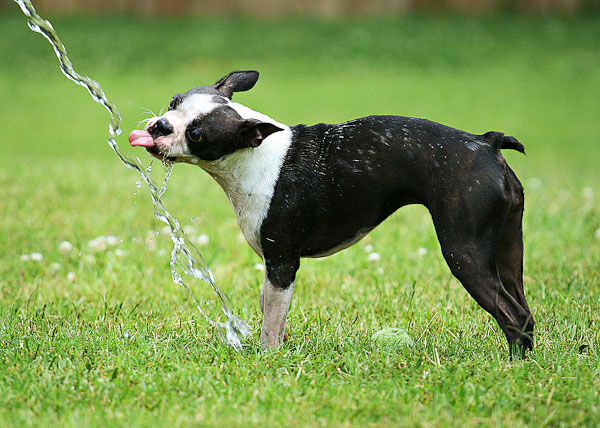 Boston Terriers Attack!