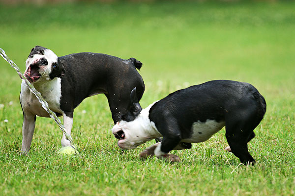 Boston Terriers Attack!