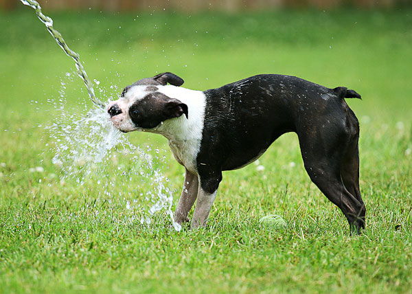 Boston Terriers Attack!