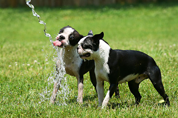 Boston Terriers Attack!