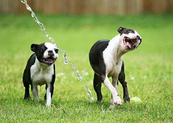 Boston Terriers - Kevin and Amanda