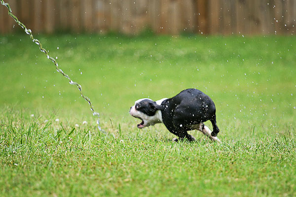 Boston Terriers Attack!