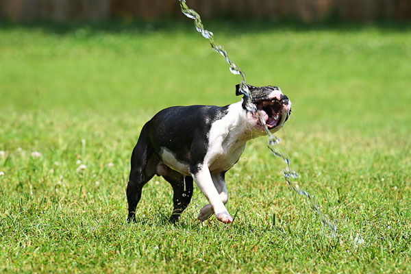 Boston Terriers Attack!