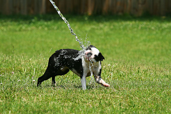 Boston Terriers Attack!