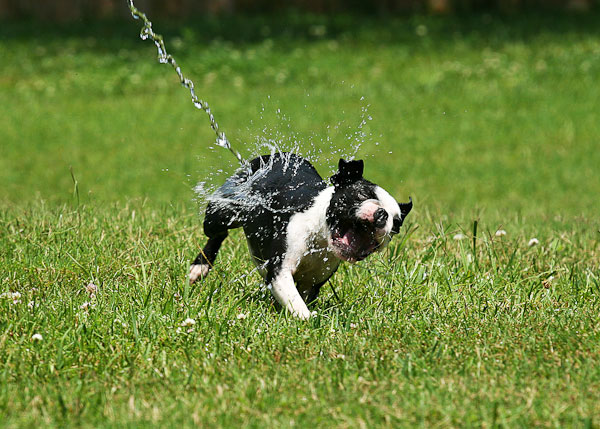 Boston Terriers Attack!