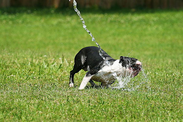 Boston Terriers Attack!