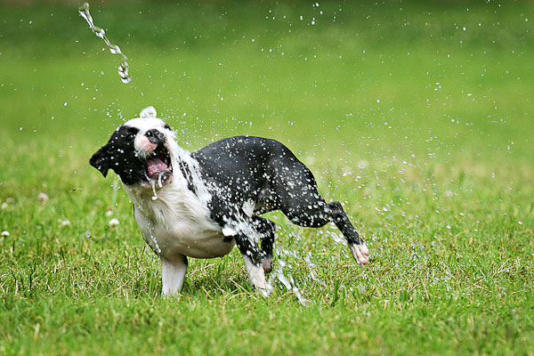 Boston Terriers Attack!