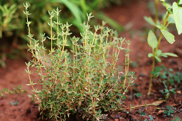 Vegetable & Herb Gardening