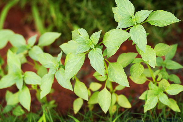 Vegetable & Herb Gardening