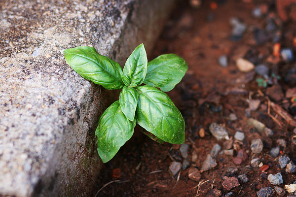 Vegetable & Herb Gardening