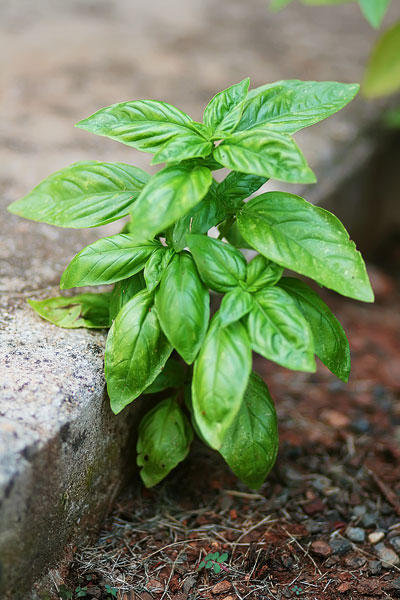 Vegetable & Herb Gardening