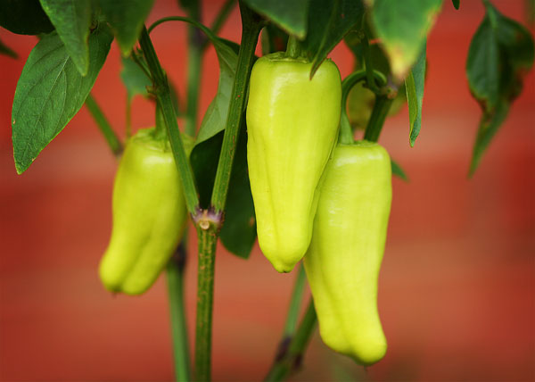 Vegetable & Herb Gardening