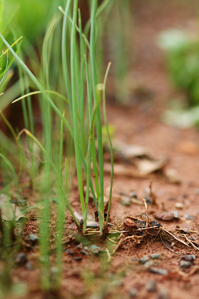 Vegetable & Herb Gardening