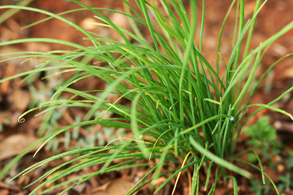 Vegetable & Herb Gardening