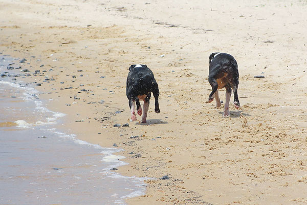 Boston Terriers on the Beach