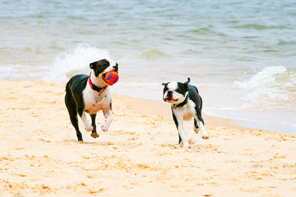 Boston Terriers on the Beach