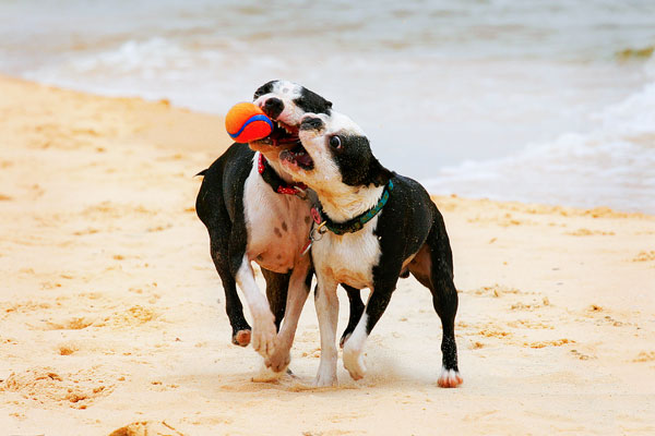 Boston Terriers on the Beach