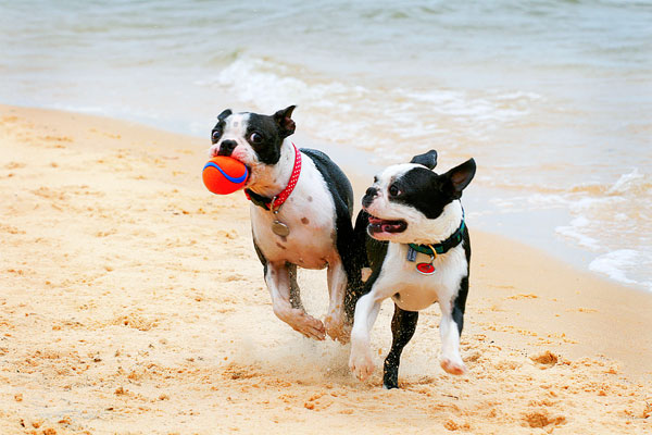 Boston Terriers on the Beach