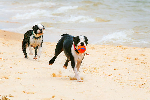 Boston Terriers on the Beach