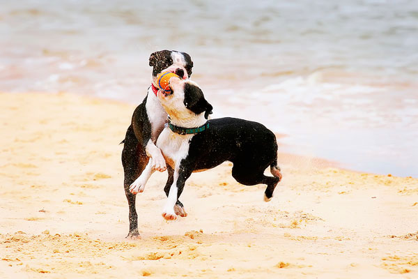 Boston Terriers on the Beach