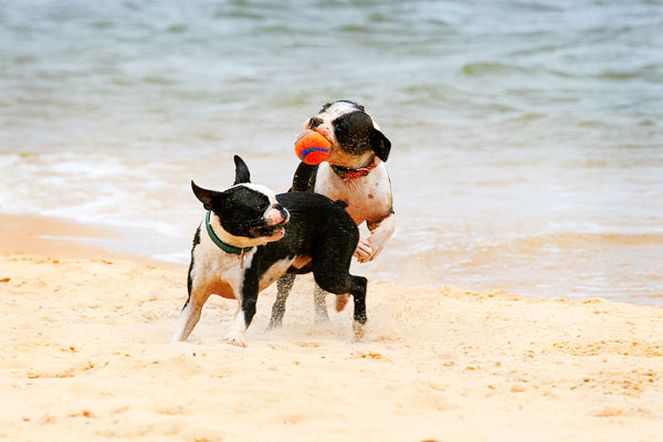 Boston Terriers on the Beach