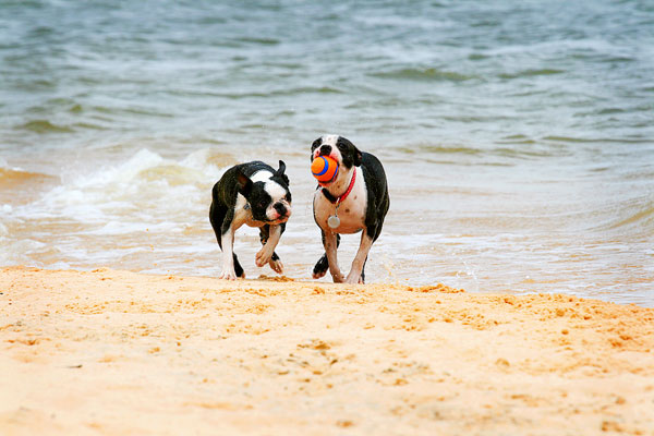 Boston Terriers on the Beach