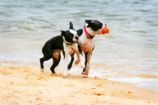 Boston Terriers on the Beach