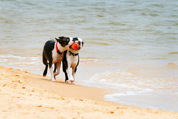 Boston Terriers on the Beach