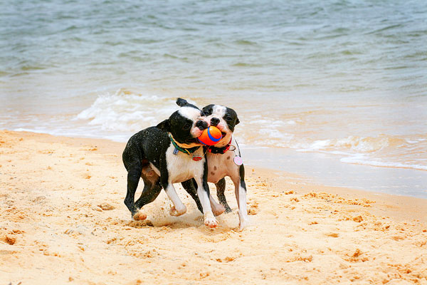 Boston Terriers on the Beach