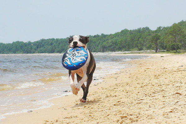 Boston Terriers on the Beach