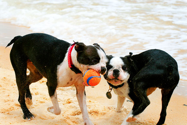 Boston Terriers on the Beach