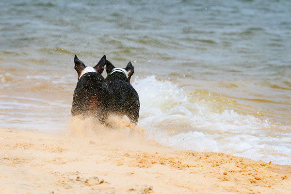 Boston Terriers on the Beach